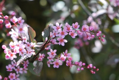 Prunus padus 'Colorata'- střemcha obecná 'Colorata' - květenství (2)